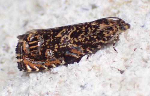 Réf. 283 742 : Enarmonia formosana